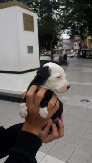 Cachorra Black Nose