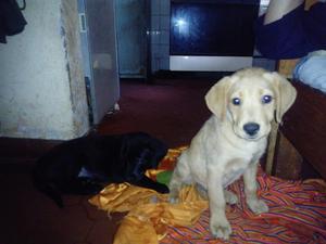 Cachorros Labradores