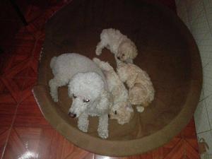 Cachorros Poodle Toy