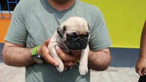 Cachorros Pug El Regalo para Mama