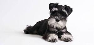 Cachorros Schnauzer