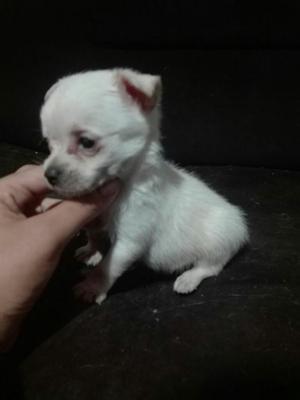 Chihuahua Blancos