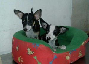 Chihuahua Cruse con Jack Russell