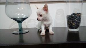 Chihuahua Lindo Cachorrito Toy