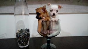 Chihuahua Lindos Cachorritos Toy Enanito