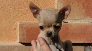 Chihuahua Toys Precio a Tratar