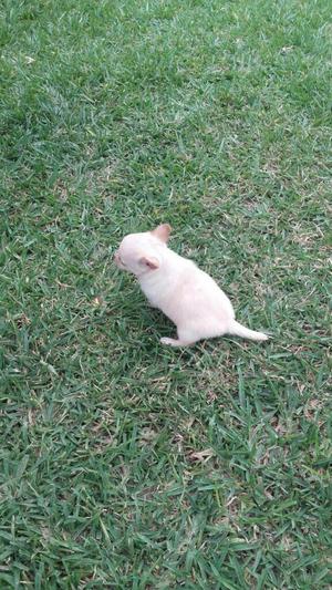 Chihuahuas