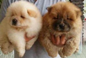 Chowchow