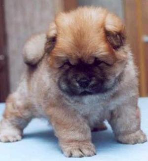 Chowchow