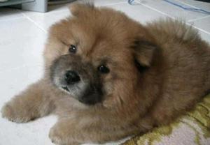 Chowchow