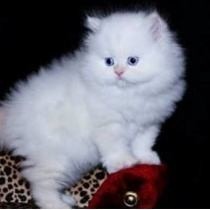 Gatitos Persa Blancos Lindos Para Regalo Para Mascota