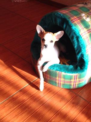 Hermosa Chihuahua de 4 meses y medio