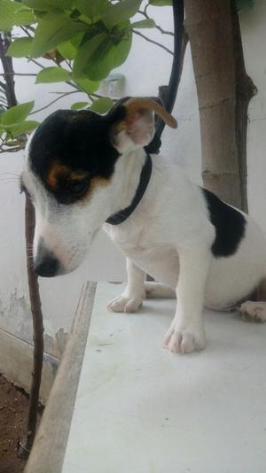 Jack Russell