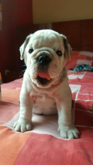 Linda Bulldog Ingles