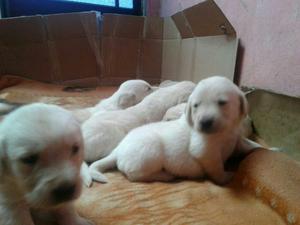 Lindos Cachorros Golden