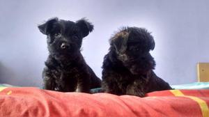 Lindos Scottish Terrier negros