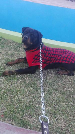 Necesito Macho Rottweiler para Servicio