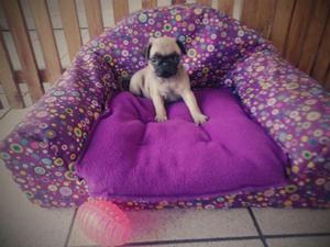 PUG   o al 