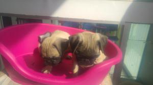 Pug Carliño Color Arena