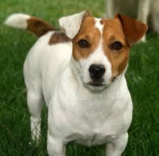 Servicio de Monta Jack Russell Terrier Bicolor