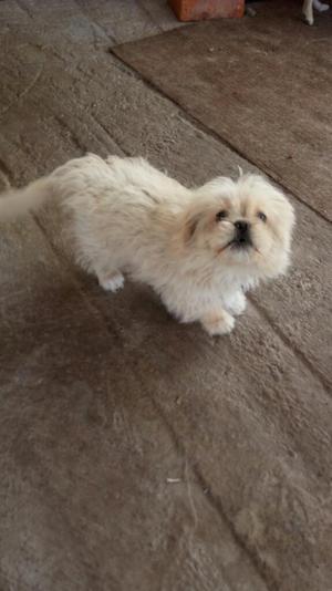 Vendo Cachorrito