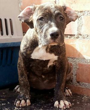 Vendo Cachorro Presa Canario con Pedigre