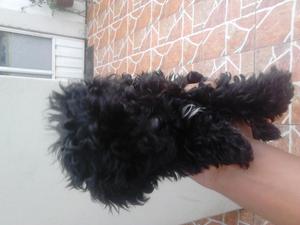 Vendo Cachorros Negritos Poodle