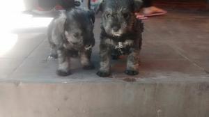 Vendo Cachorros Schnauzer