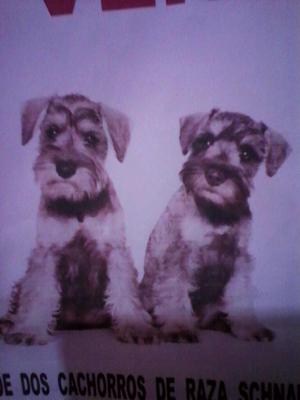 Vendo Cachorros Zhnuzer