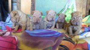 Vendo Hermosos Perros Sharpei