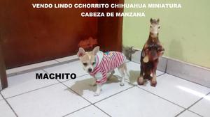 Vendo Lindo Cachorrito chihuahua Mini Cabeza De Manzana