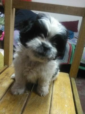 Vendo Perrito