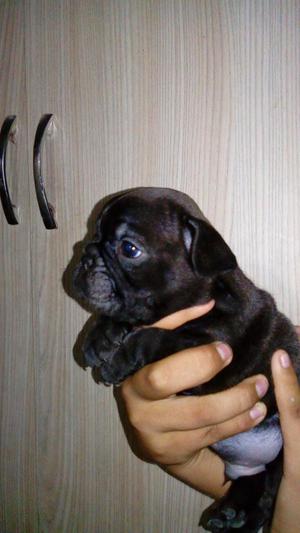 Vendo cachorro bulldog frances