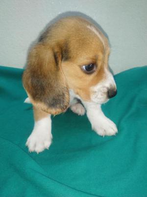 beagle macho