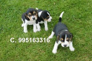 bellos en venta hermosos beagle lindos cachorros vacunados