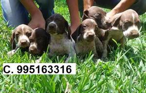 bellos vacunados lindos cachorros braco en venta envios a