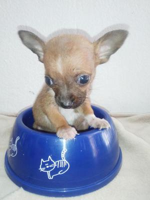 chihuahua toy