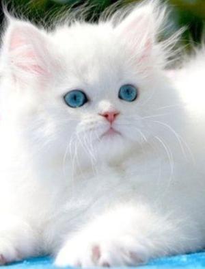 gatito persa blanco precio oferta regale x dia de mama