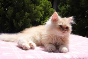 gato persa marron hermozos gatitos hembritas y machitos