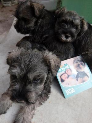 schnauzer cachorros