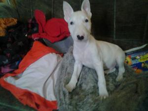 BULL TERRIER MACHO 800 LIMA PERU