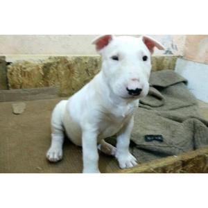 Cachorros Bull Terrier