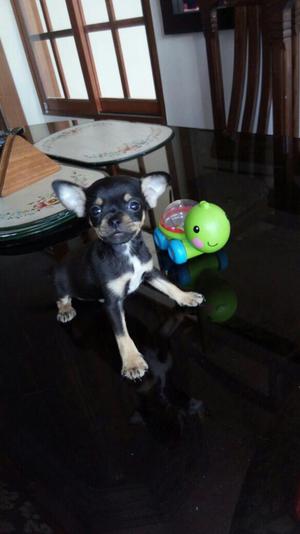 Chihuahua Toy Full Pedigri Kcp