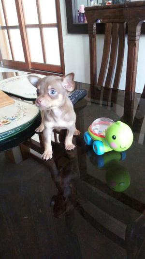 Chihuahua Toy Macho Pedigri Kcp