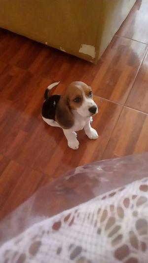 Hermosa Cachorrita Beagle de Dos Meses