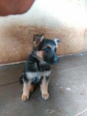 Vendo Cachorrita Pastor Aleman