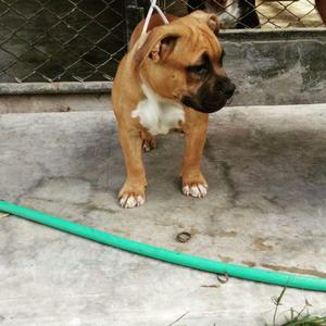American Bully
