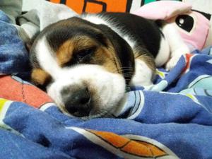 Beagle Precioso cachorrito