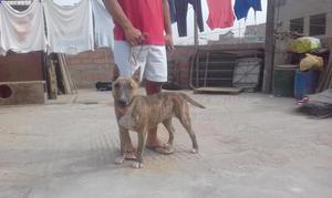 Bull terrier / Bullterrier en venta urgente hembra atigrada