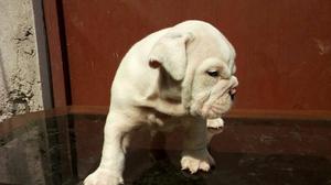 Cachorro Bulldog Ingles